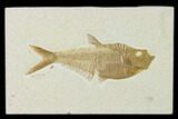 Fossil Fish (Diplomystus) - Green River Formation #137963-1